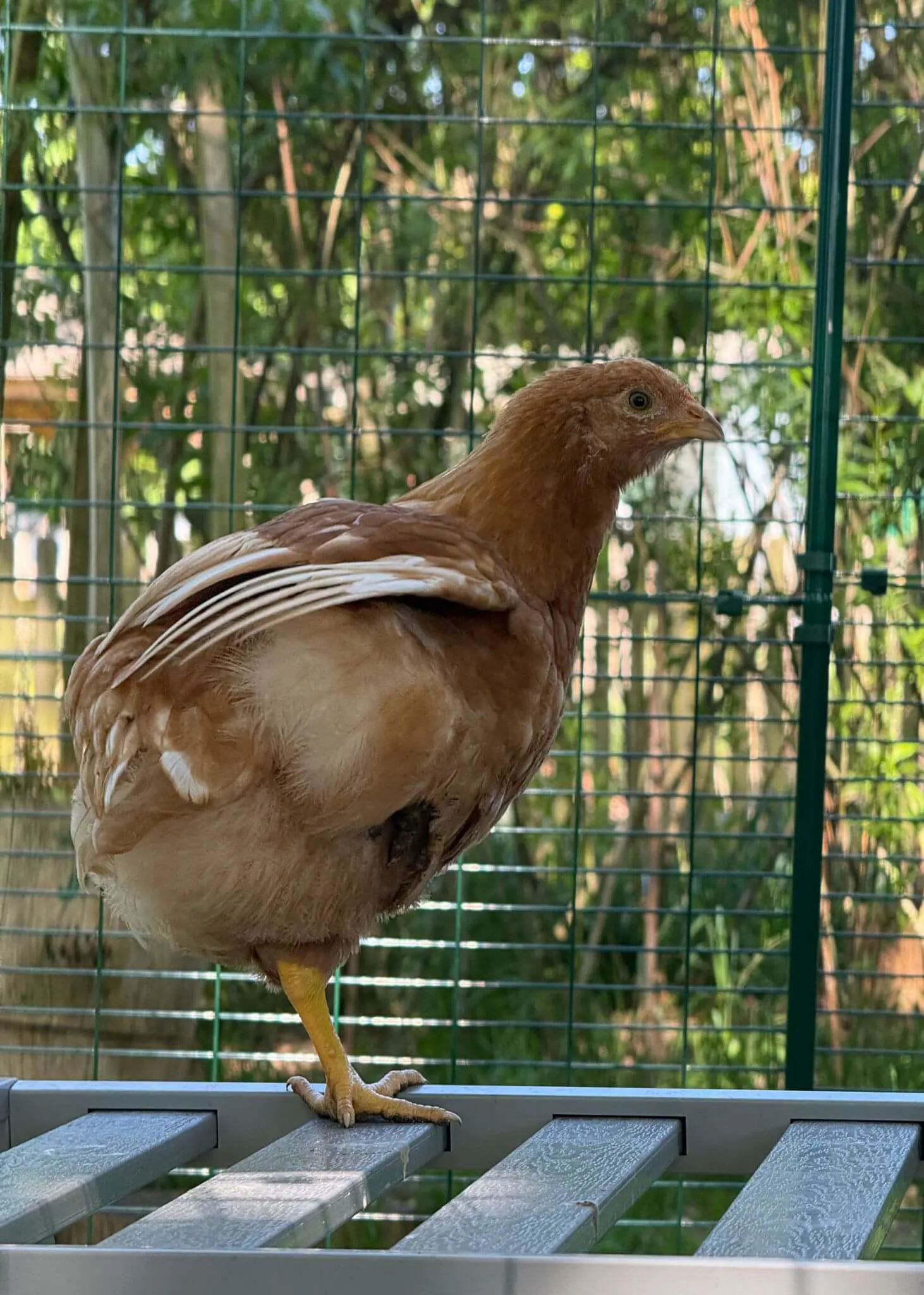 From Chicks to Hens: A New Home at Forest School | Ibstock Place School, Roehampton, Private School Near Richmond, Barnes, Putney, Kingston, & Wandsworth 