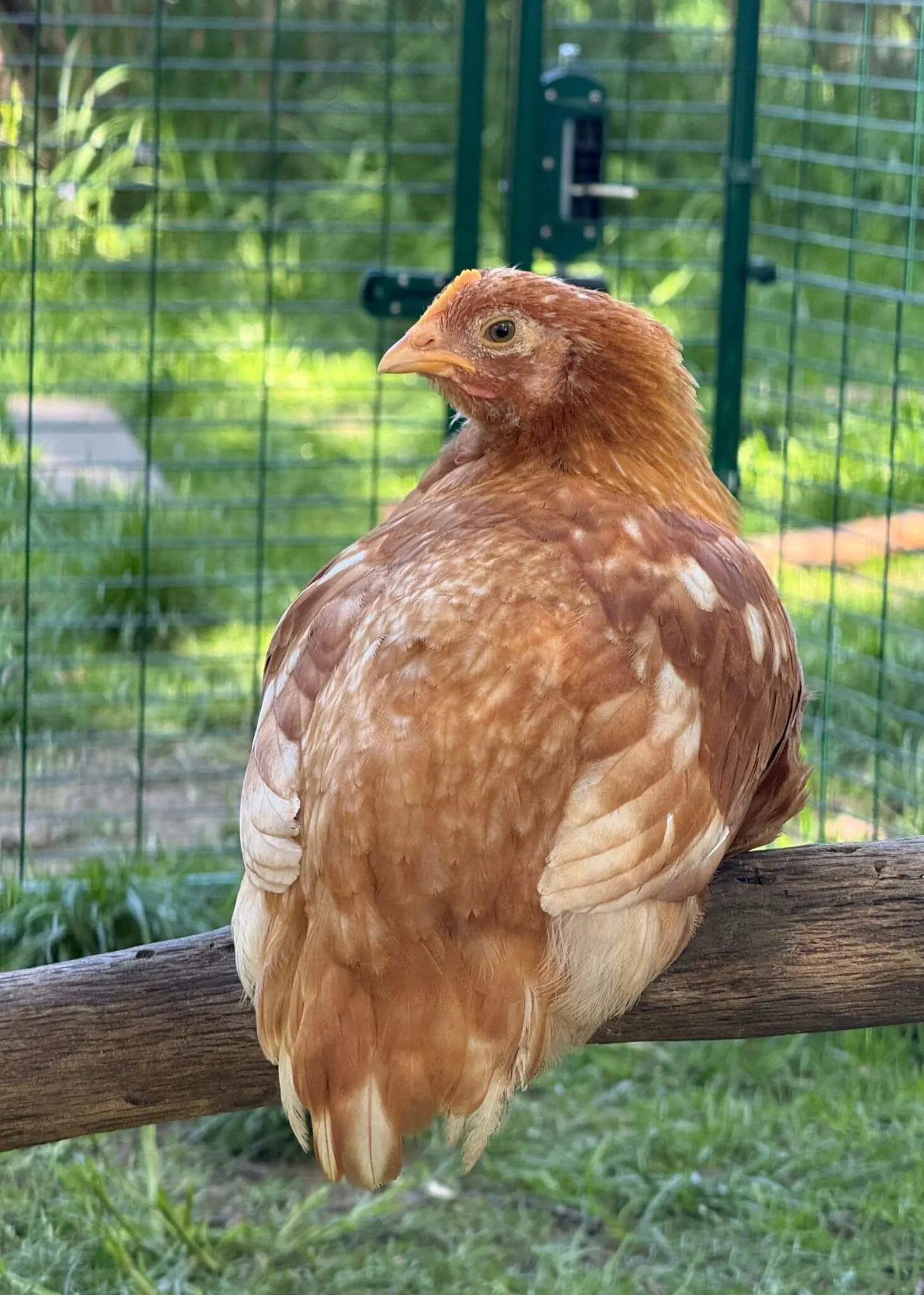 From Chicks to Hens: A New Home at Forest School | Ibstock Place School, Roehampton, Private School Near Richmond, Barnes, Putney, Kingston, & Wandsworth 