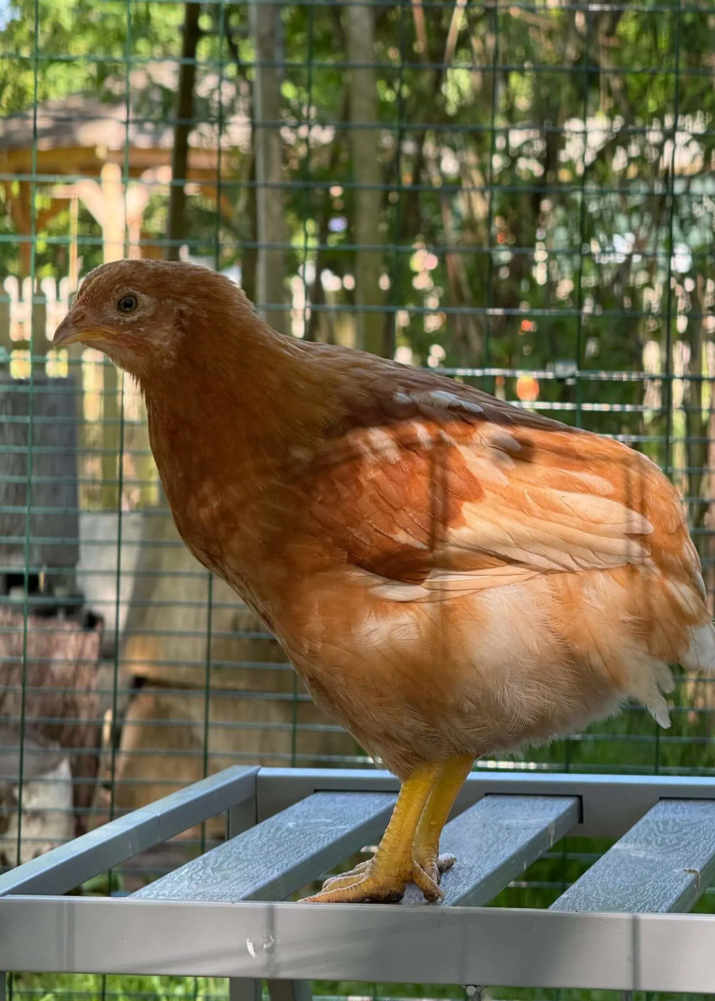 From Chicks to Hens: A New Home at Forest School | Ibstock Place School, Roehampton, Private School Near Richmond, Barnes, Putney, Kingston, & Wandsworth 