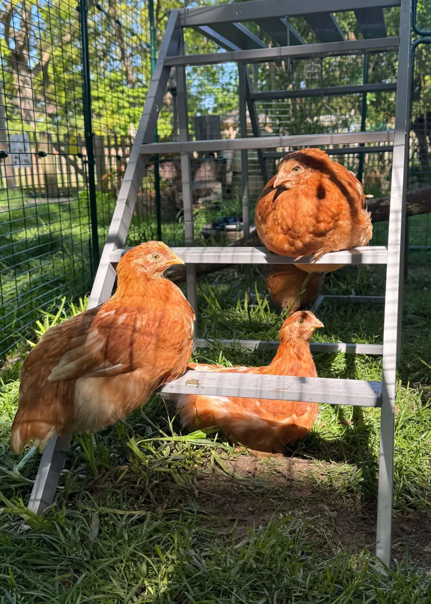 From Chicks to Hens: A New Home at Forest School | Ibstock Place School, Roehampton, Private School Near Richmond, Barnes, Putney, Kingston, & Wandsworth 