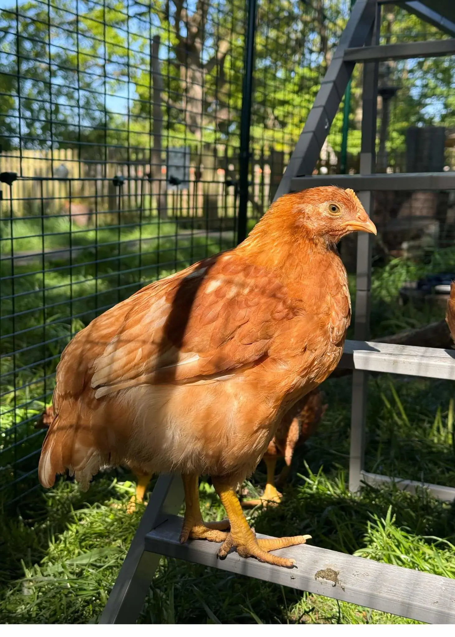 From Chicks to Hens: A New Home at Forest School | Ibstock Place School, Roehampton, Private School Near Richmond, Barnes, Putney, Kingston, & Wandsworth 
