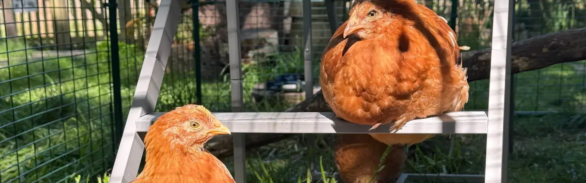 From Chicks to Hens: A New Home at Forest School | Ibstock Place School, Roehampton, Private School Near Richmond, Barnes, Putney, Kingston, & Wandsworth 